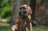 DOGUE ALLEMAND 776